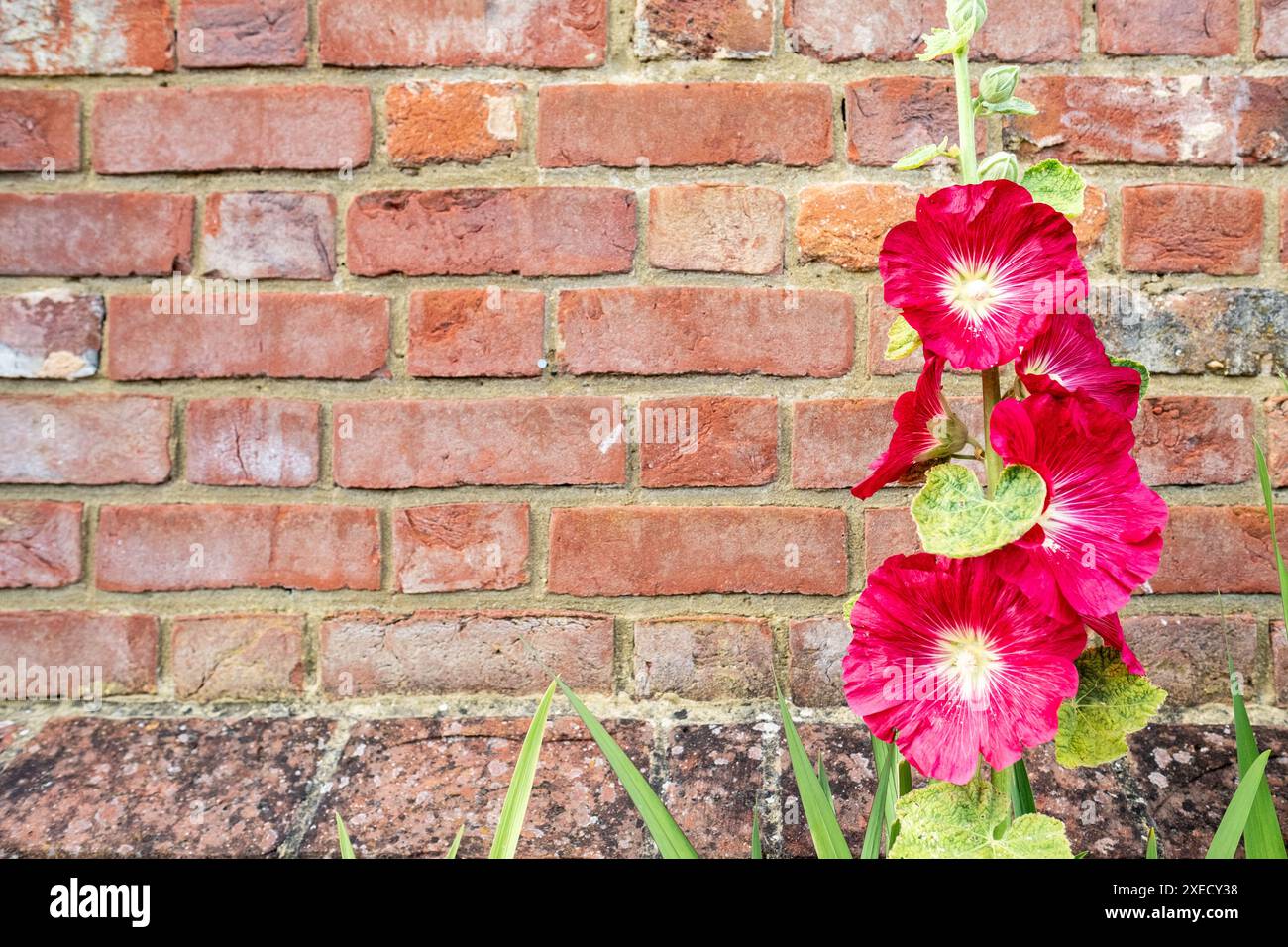 Surrey- UK : Hollyhock fleurs en fleurs à côté du mur du jardin. Banque D'Images