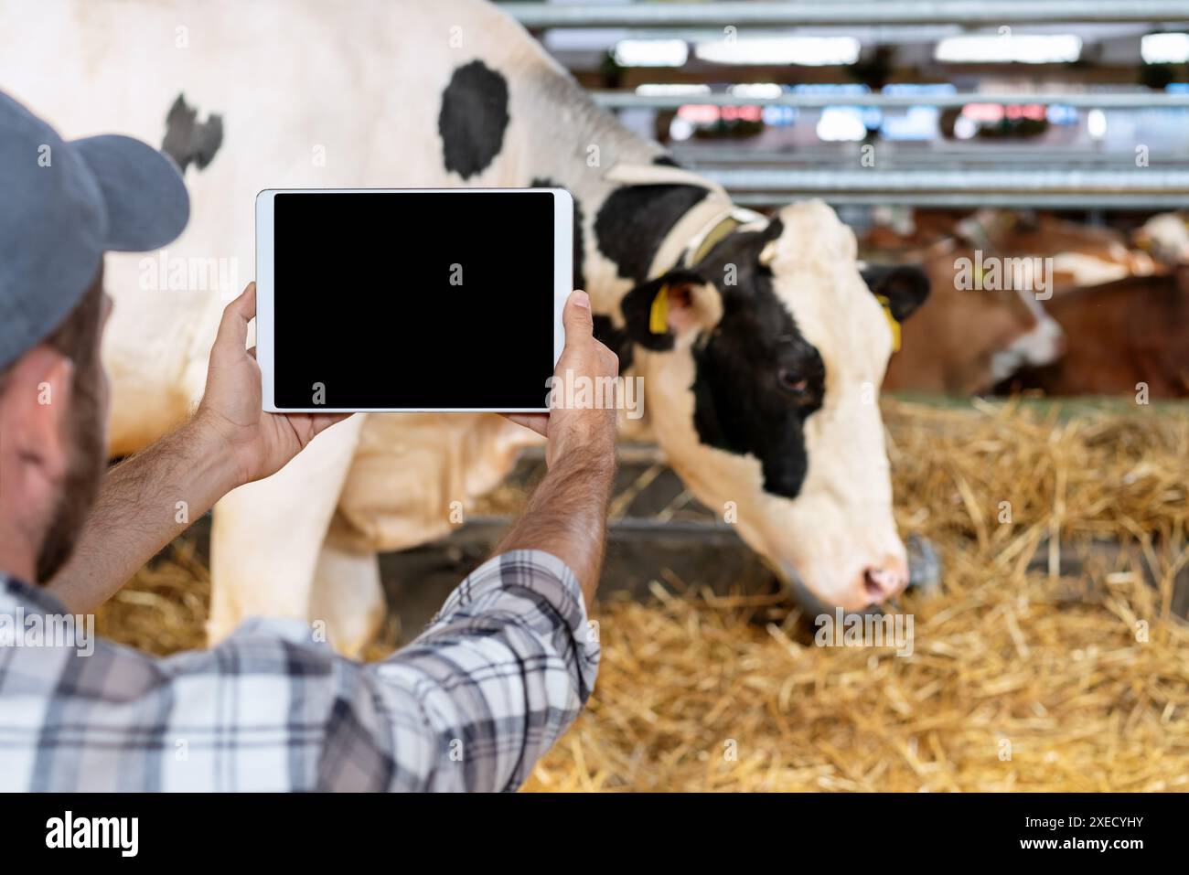 Solutions numériques et mobiles pour l'élevage. Maquette écran blanc de tablette numérique dans les mains du fermier devant les vaches à la ferme laitière. Banque D'Images