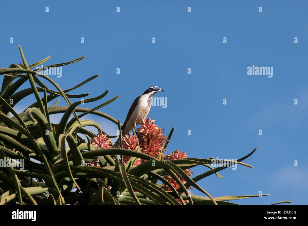 Myélicienne à visage bleu australien, Entomyzon cyanotis, se nourrissant de fleurs d'aloe barberae, d'aloès d'arbre, d'aloès géant dans le jardin du Queensland. Copier l'espace Banque D'Images