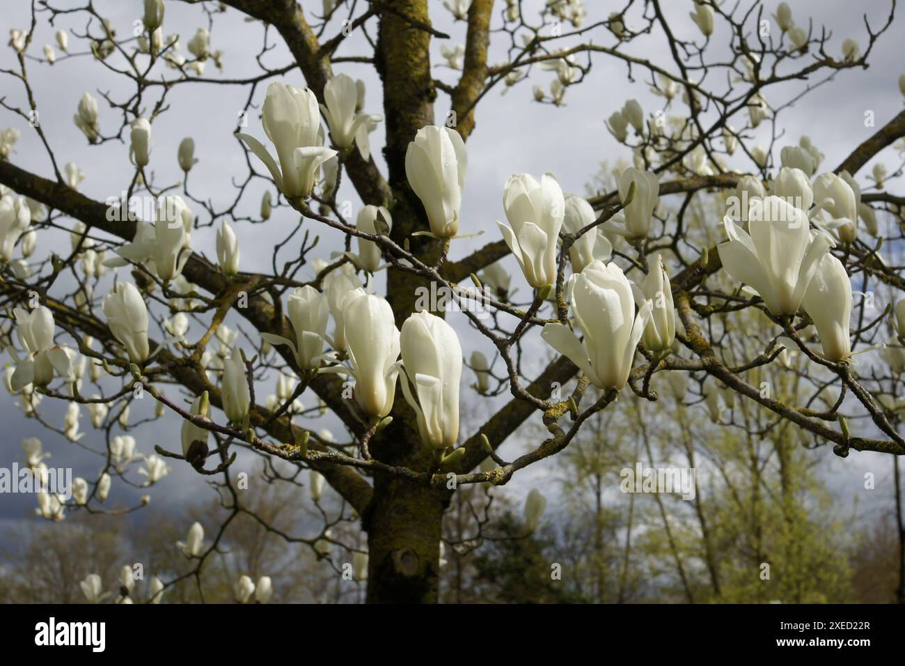 Magnolia denudata, Yulan magnolia Banque D'Images
