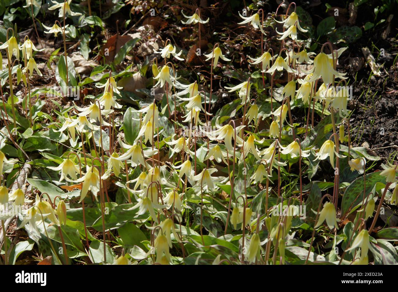 Erythronium oregonum, lys de fauve de l'Oregon Banque D'Images