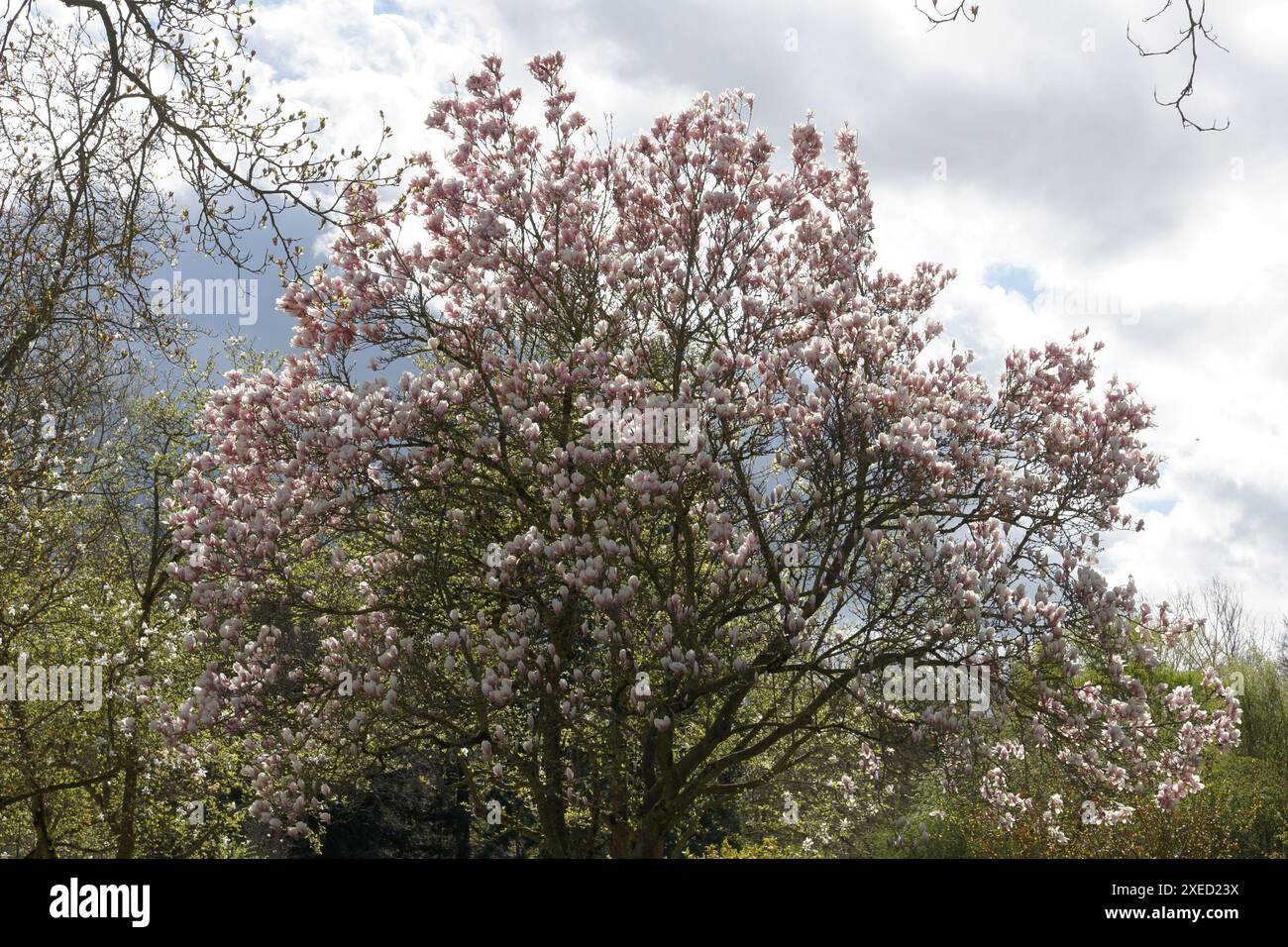 Magnolia x soulangiana, soucoupe magnolia Banque D'Images