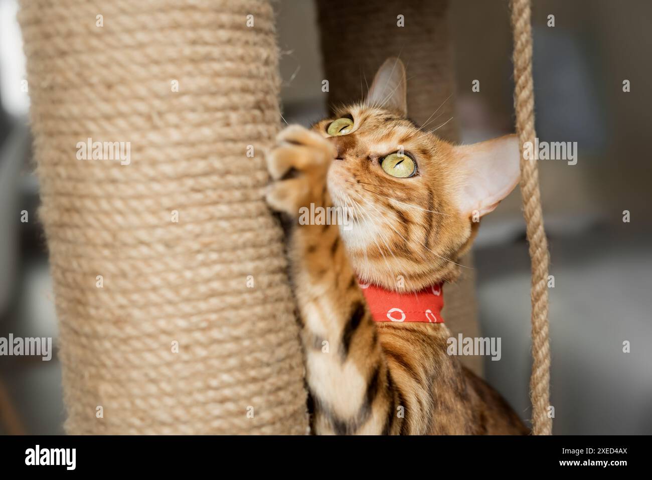 Chat domestique affûtant ses griffes, vue de côté. Banque D'Images