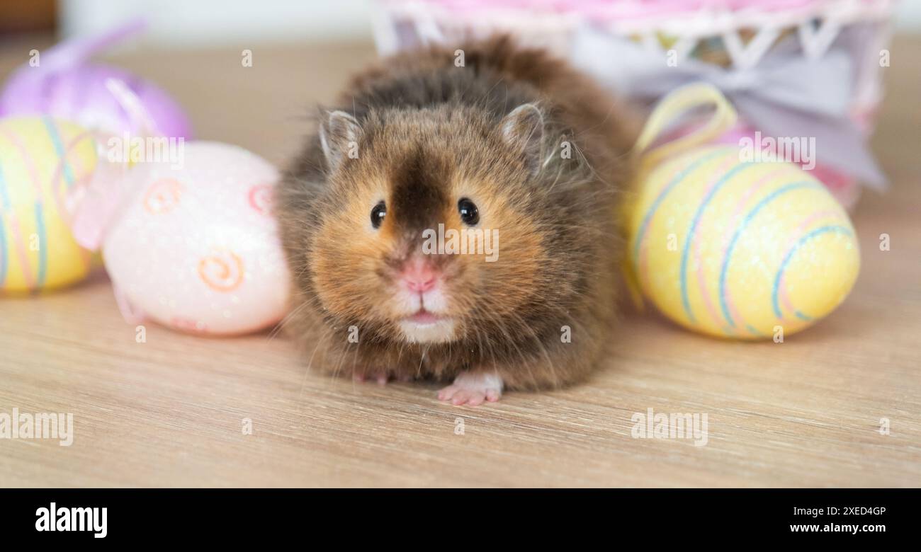 Un hamster moelleux drôle sort d'un panier avec des œufs de Pâques colorés - décor festif de Pâques avec un animal de compagnie Banque D'Images
