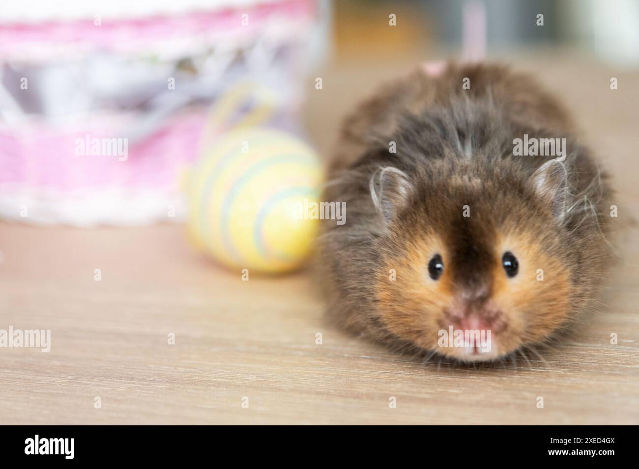 Un hamster moelleux drôle sort d'un panier avec des œufs de Pâques colorés - décor festif de Pâques avec un animal de compagnie Banque D'Images