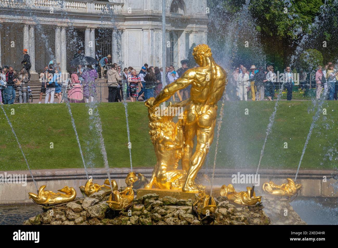 Petrodvorets, RUSSIE - 13 JUIN 2024 : sculpture de Samson déchirant les mâchoires d'un lion un jour ensoleillé de juin. Vue arrière. Palais et parc complexe Peterhof Banque D'Images