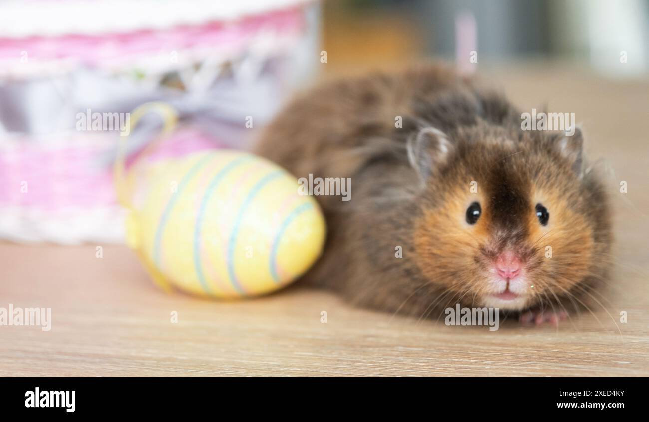 Un hamster moelleux drôle sort d'un panier avec des œufs de Pâques colorés - décor festif de Pâques avec un animal de compagnie Banque D'Images