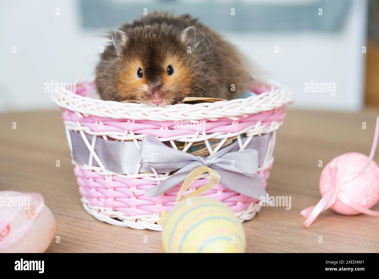 Un hamster moelleux drôle sort d'un panier avec des œufs de Pâques colorés - décor festif de Pâques avec un animal de compagnie Banque D'Images