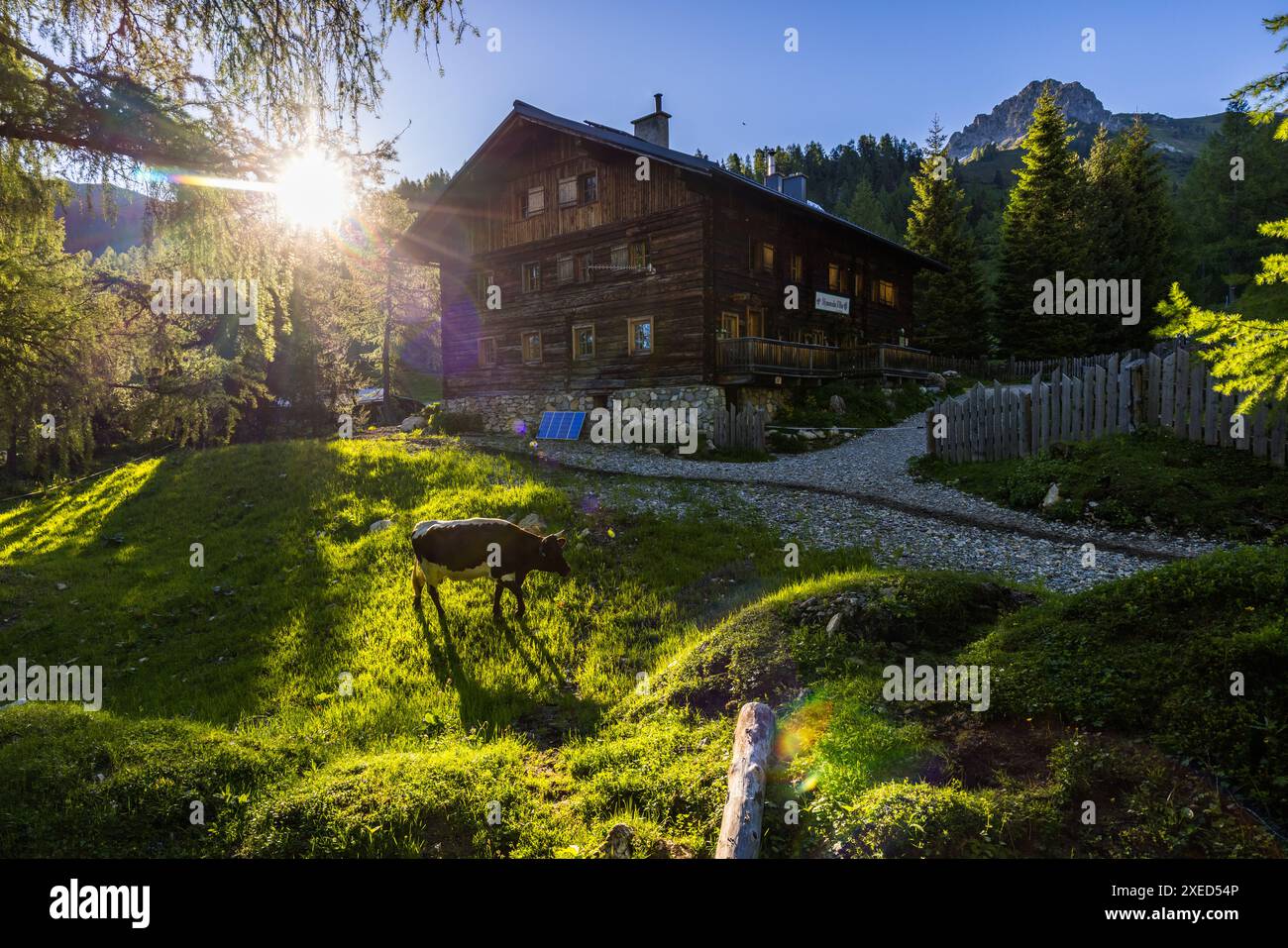 Ambiance matinale sur le pâturage de montagne : le soleil émerge de derrière les montagnes et les vaches partent paître pour la journée. Filzmoosalm au lever du soleil. Filzmoosalm, Großarl, Salzbourg, Autriche Banque D'Images