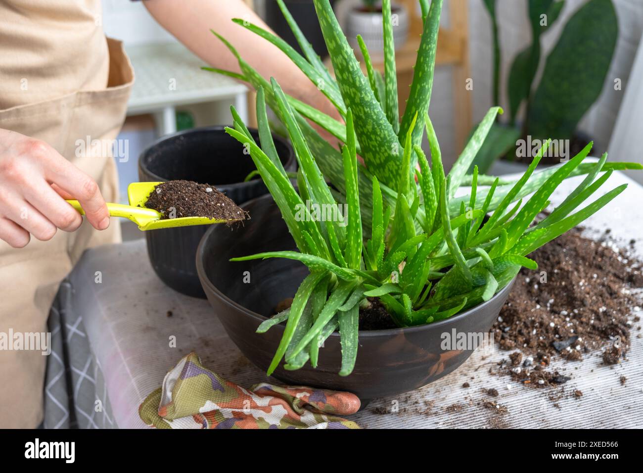 Les mains de la femme dans un tablier la mise en pot, la transplantation et la reproduction est la séparation des enfants de la plante Aloe Vera. Banque D'Images