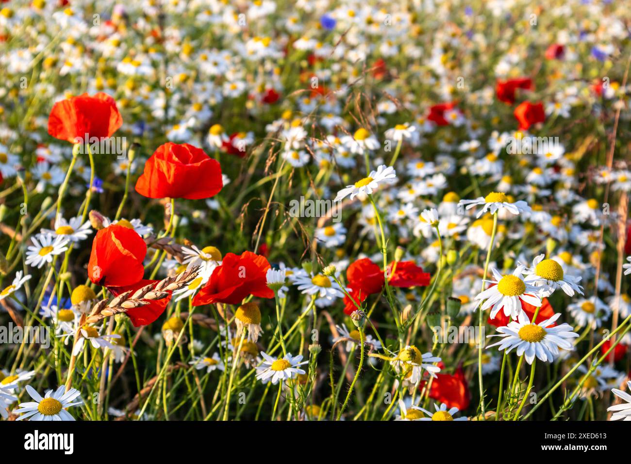 Coquelicots des champs à fleurs et bleuets culture de céréales biologiques Banque D'Images