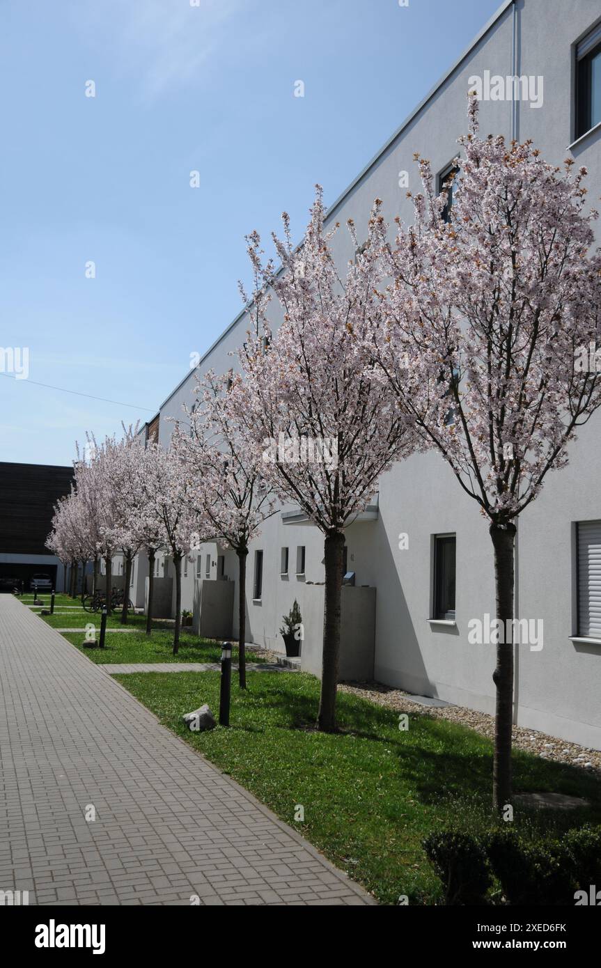 Prunus serrulata, Japanese flowering cherry Banque D'Images