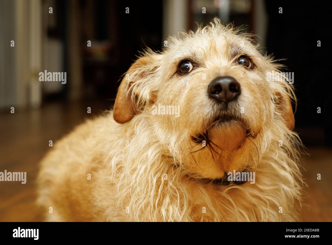 Portrait en gros plan d'un vieux chien de cour triste. Banque D'Images