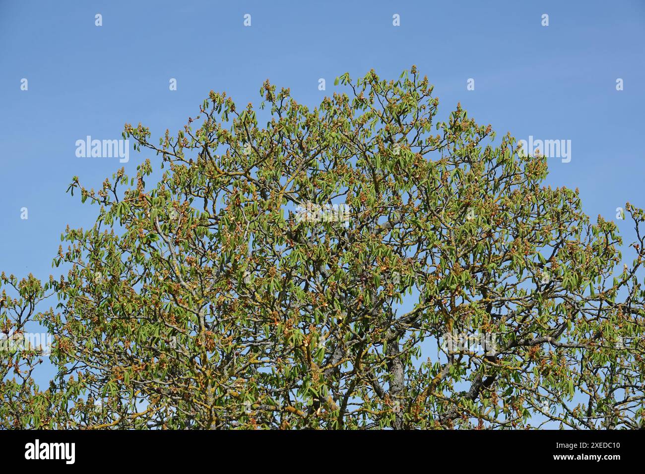 Aesculus hippocastanum, châtaigne de cheval Banque D'Images