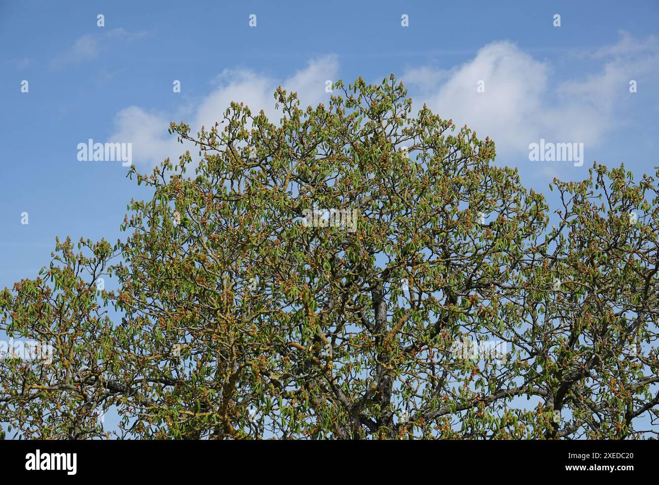 Aesculus hippocastanum, châtaigne de cheval Banque D'Images