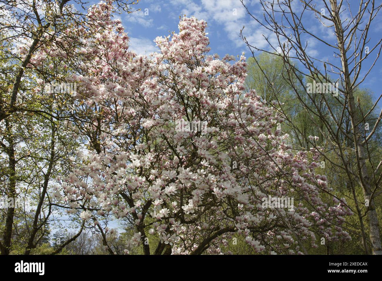 Magnolia x soulangiana, soucoupe magnolia Banque D'Images