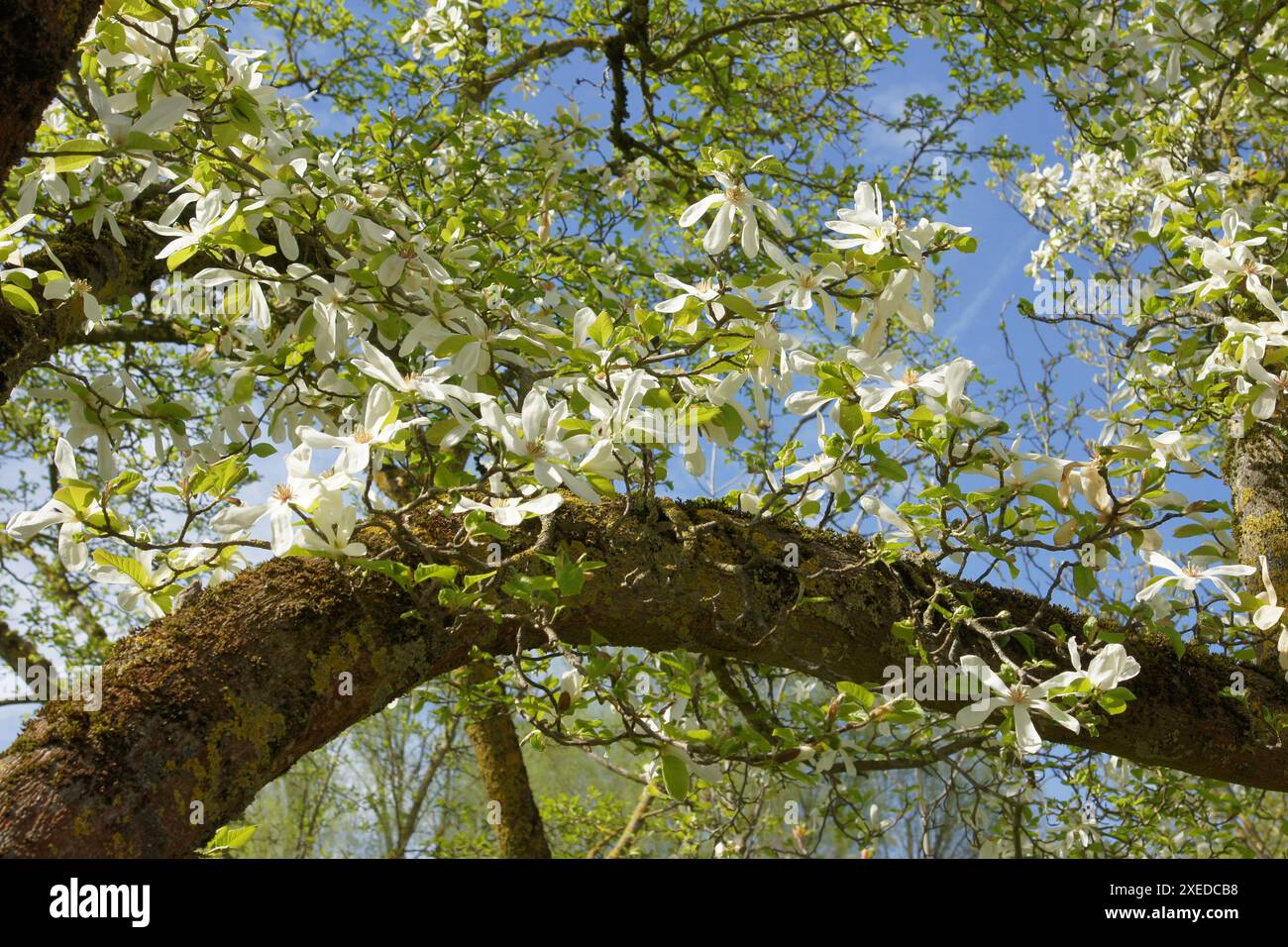 Magnolia kobus variegata borealis, Kobushi Magnolie Banque D'Images