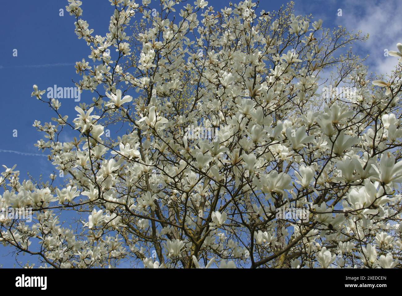 Magnolia denudata, Yulan magnolia Banque D'Images