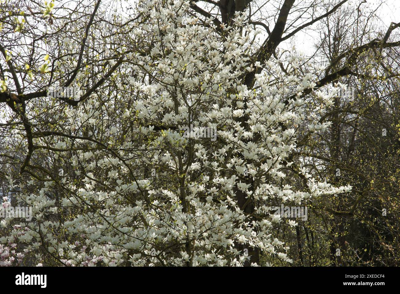 Magnolia denudata, Yulan magnolia Banque D'Images
