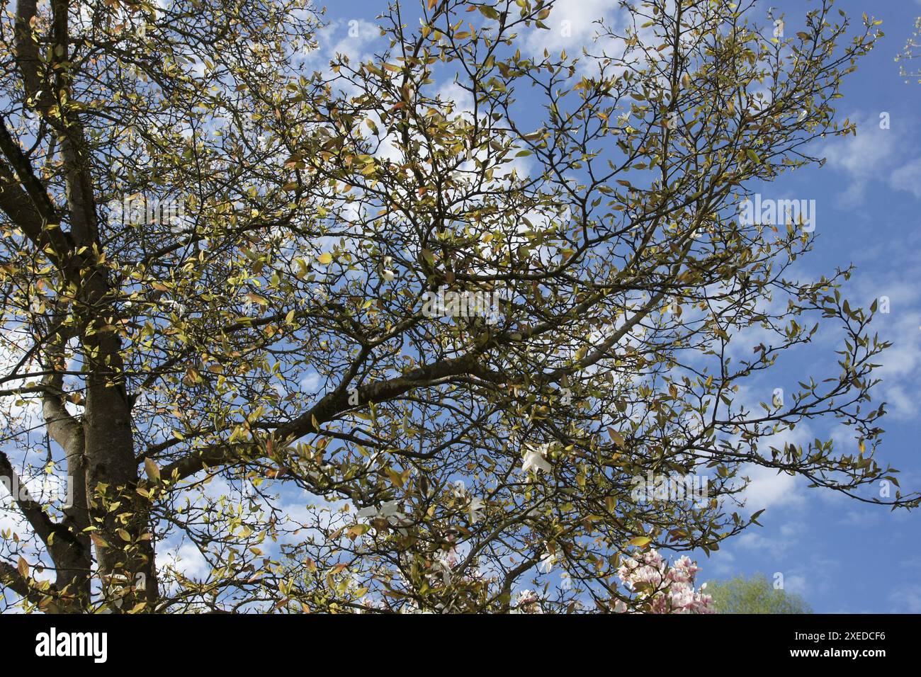 Magnolia salicifolia, magnolia à saule Banque D'Images