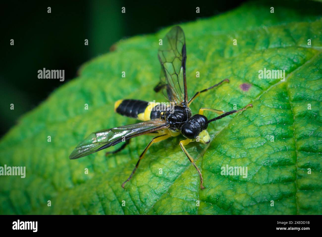 Un hoverfly noir et jaune à motifs frappants (Tenthredo temula) patrouillant sur la surface d'une feuille avec les ailes déployées. Penshaw, Royaume-Uni Banque D'Images