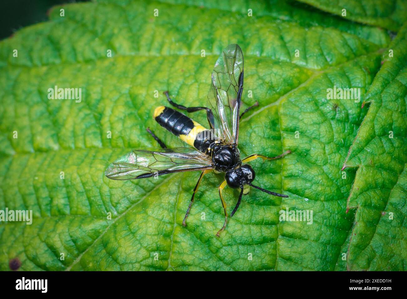Un hoverfly noir et jaune à motifs frappants (Tenthredo temula) patrouillant sur la surface d'une feuille avec les ailes déployées. Penshaw, Royaume-Uni Banque D'Images