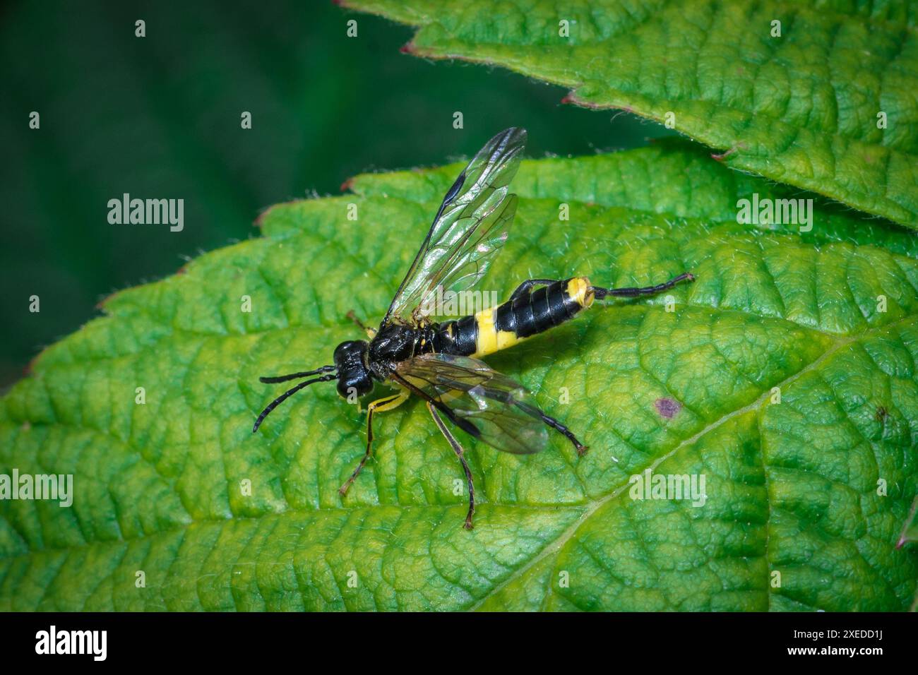 Un hoverfly noir et jaune à motifs frappants (Tenthredo temula) patrouillant sur la surface d'une feuille avec les ailes déployées. Penshaw, Royaume-Uni Banque D'Images