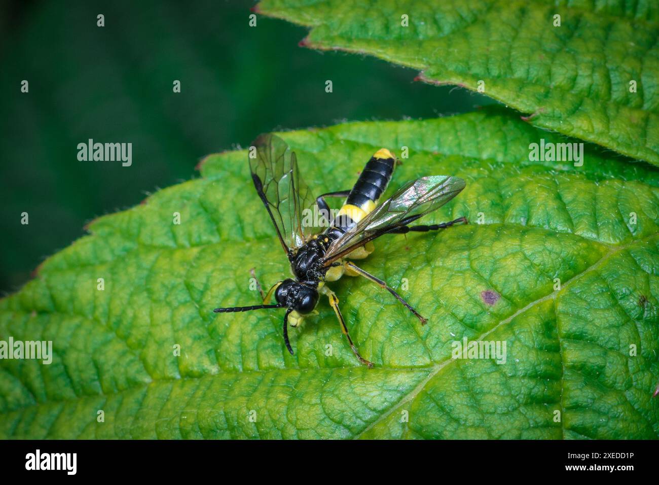 Un hoverfly noir et jaune à motifs frappants (Tenthredo temula) patrouillant sur la surface d'une feuille avec les ailes déployées. Penshaw, Royaume-Uni Banque D'Images
