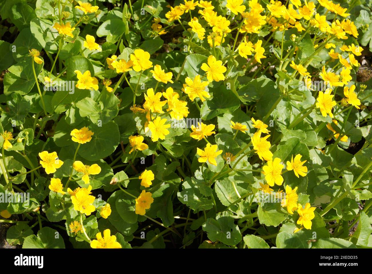 Maltha palustris, marais-marigold Banque D'Images