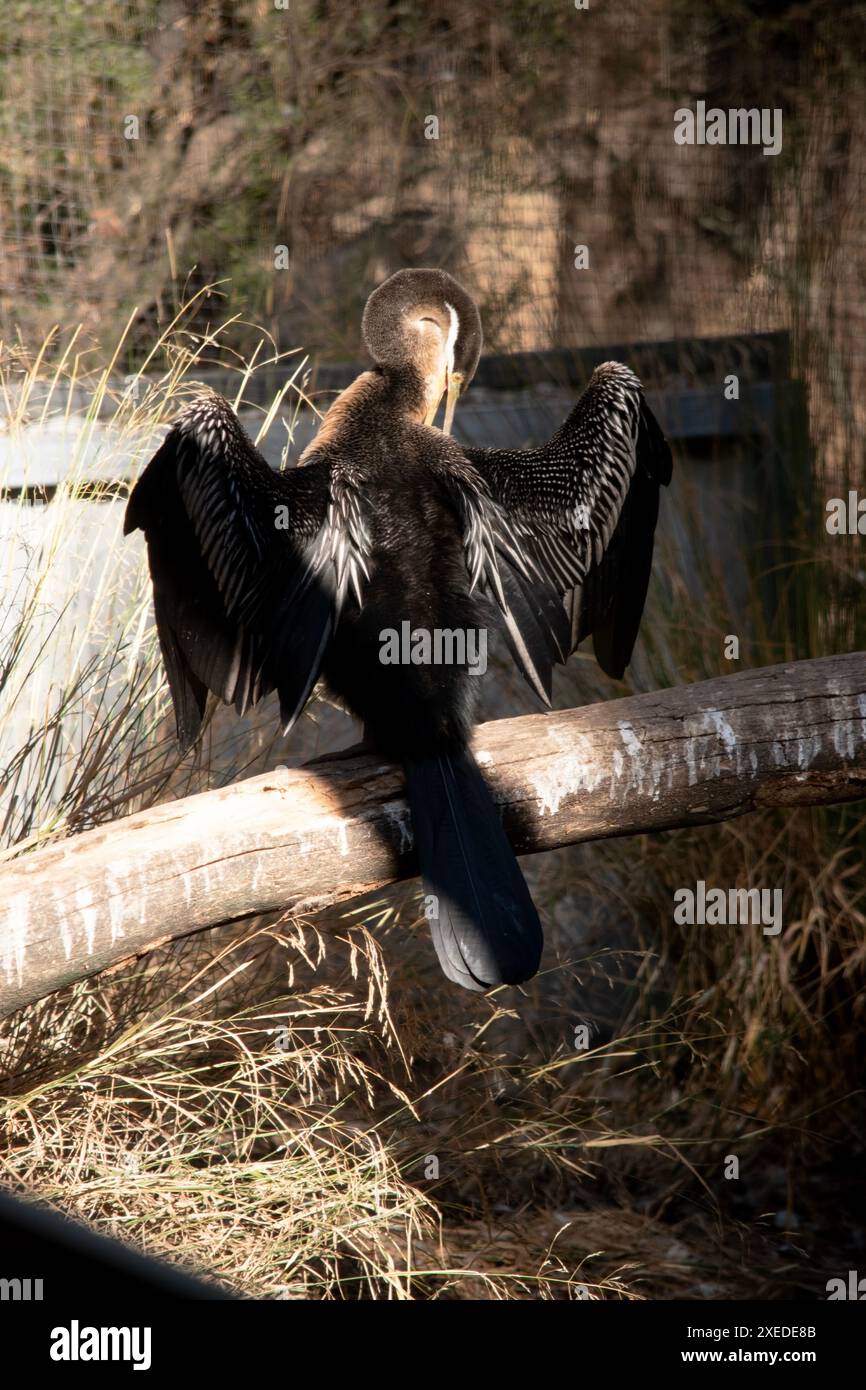 Le Darter est un grand oiseau d'eau mince avec un long cou ressemblant à un serpent, un bec pointu pointu et une longue queue arrondie. Banque D'Images