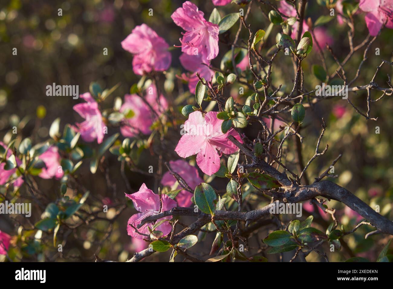 Rhododendron dauricum buissons avec des fleurs (noms populaires bagulnik ; maralnik) avec fond bokeh de forêt. Banque D'Images