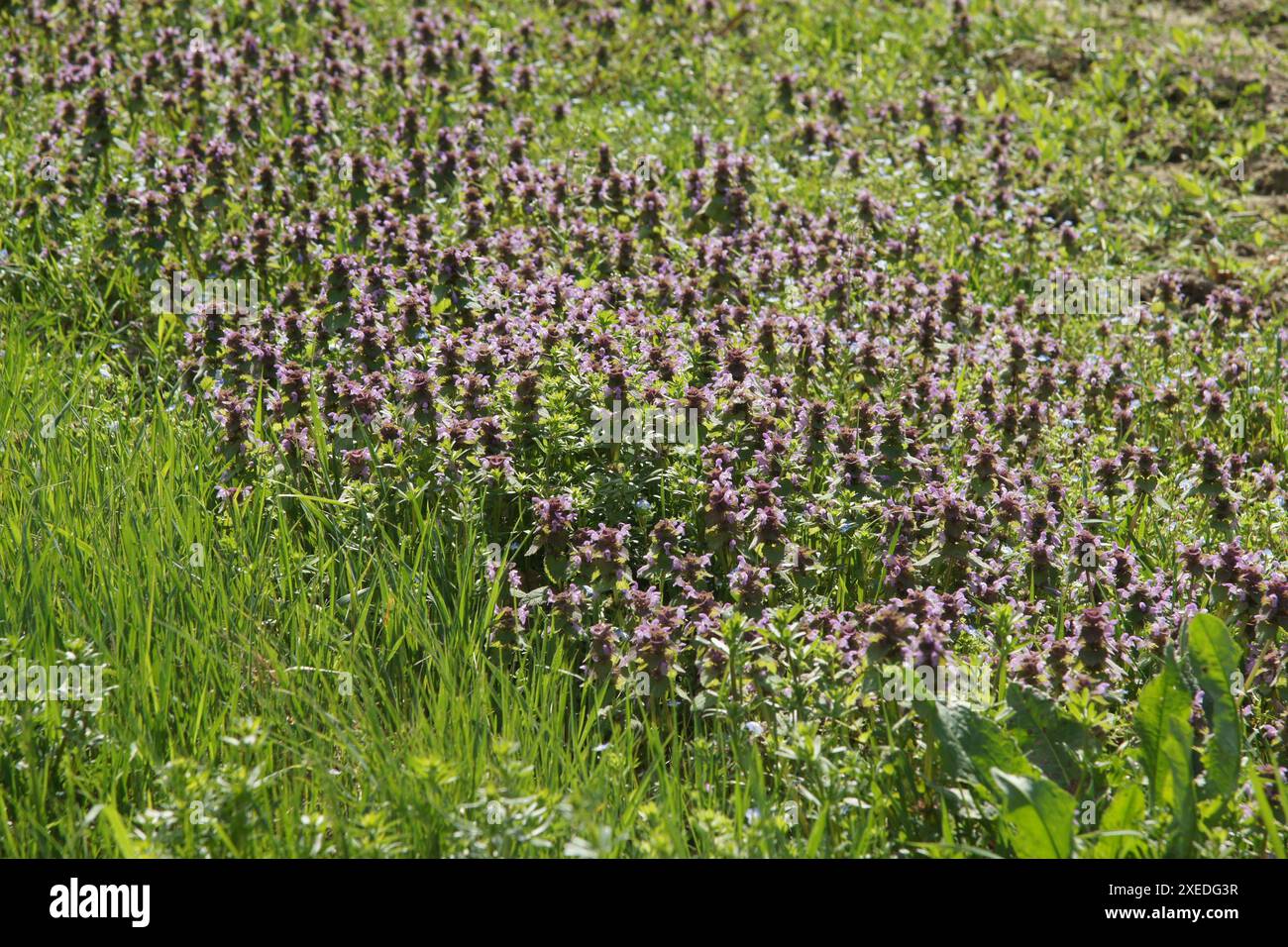 Lamium purpureum, Violet Deadnettle Banque D'Images