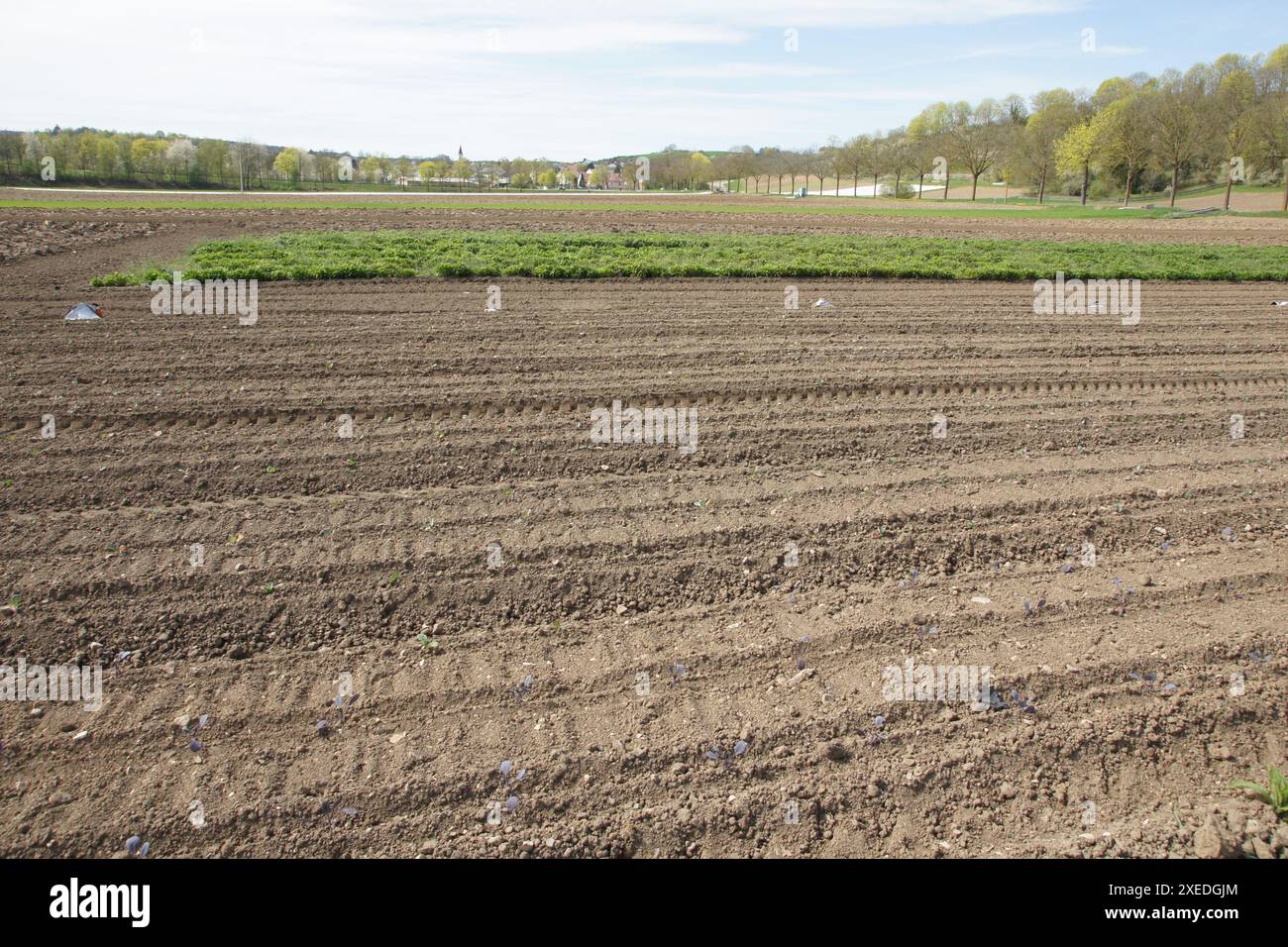 Brassica oleracea, chou, kultivation Banque D'Images
