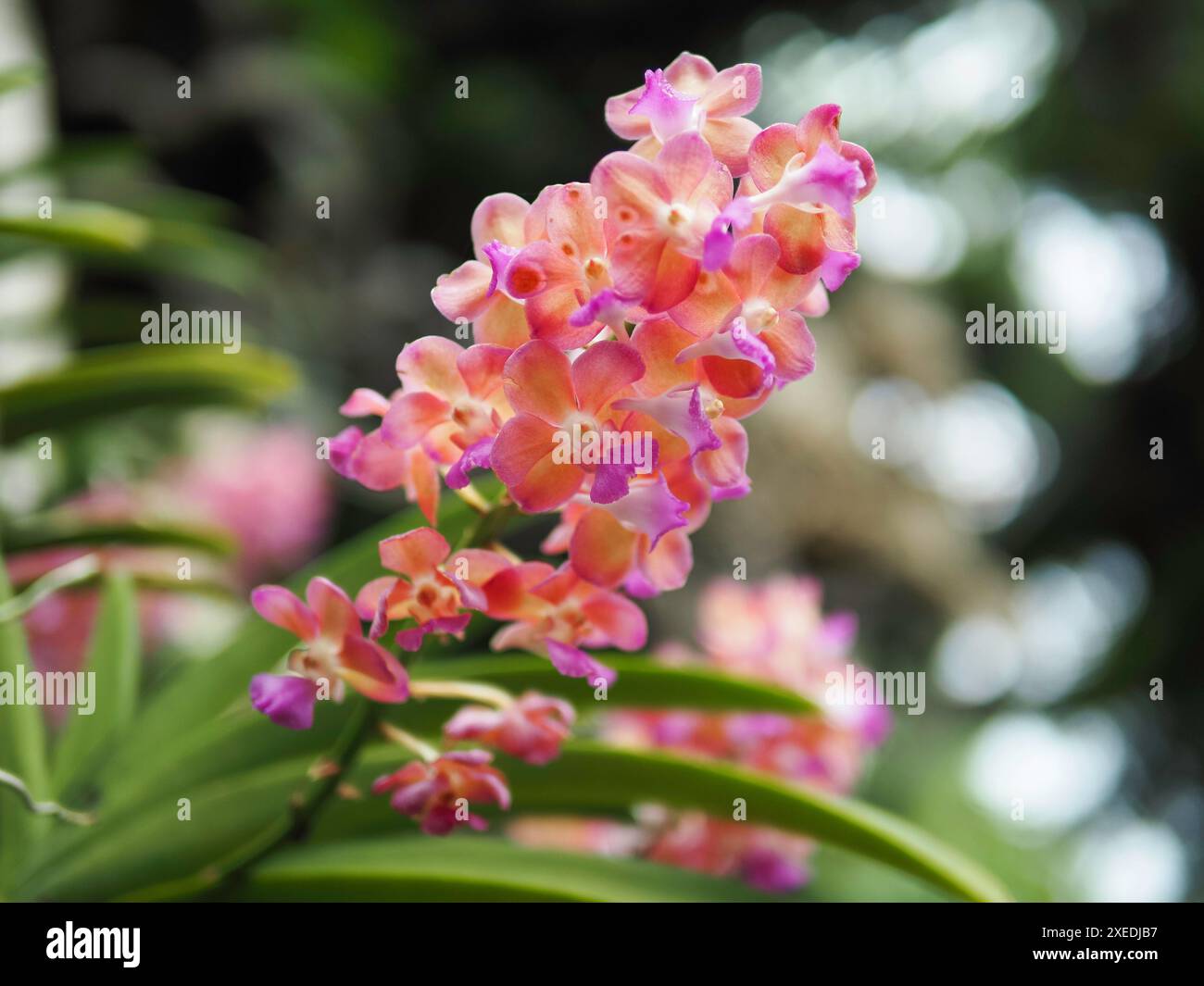 Orchidées papillon Banque D'Images