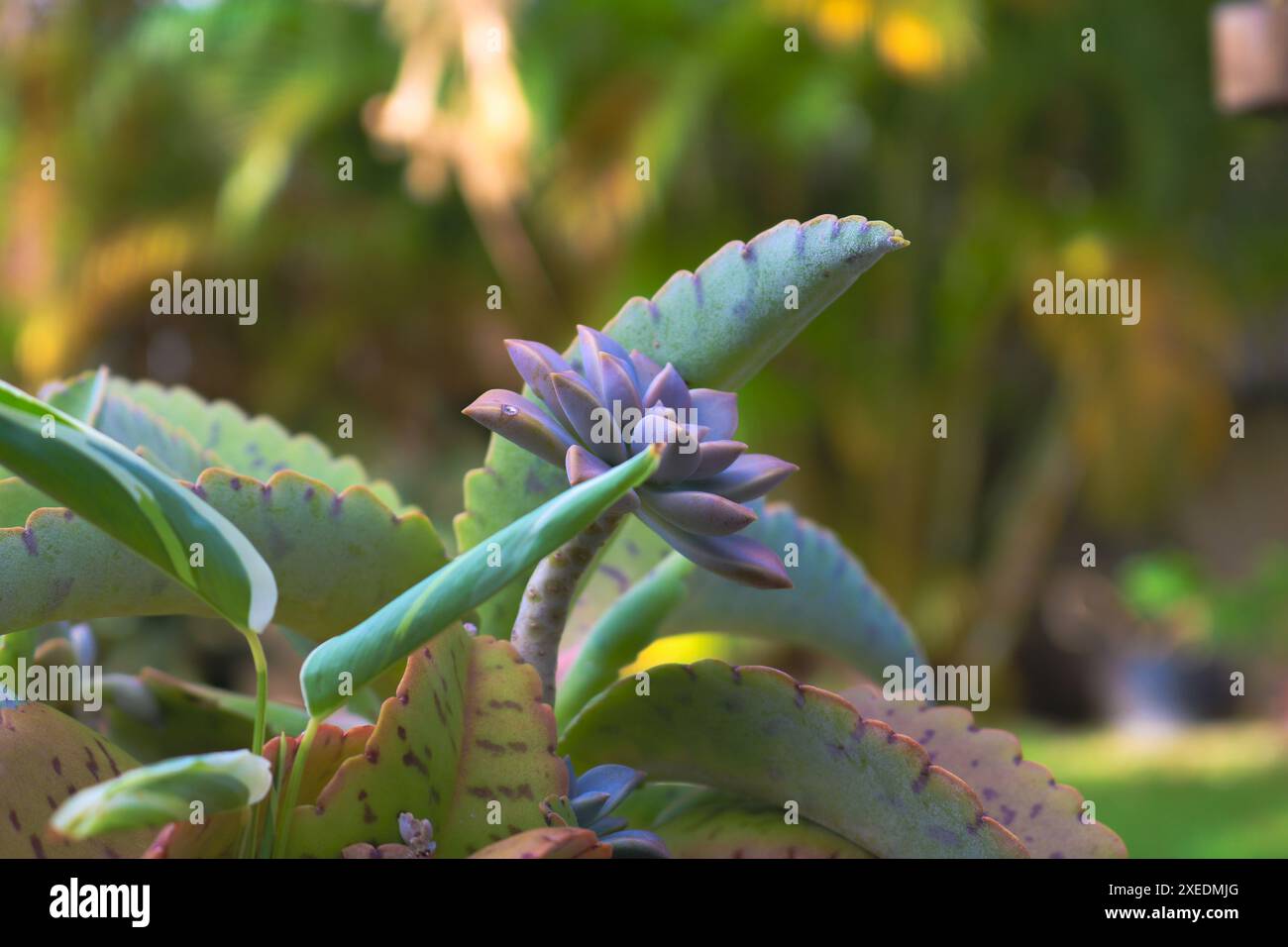 le côté d'une plante succulente se détache et est entouré d'autres feuilles succulentes Banque D'Images