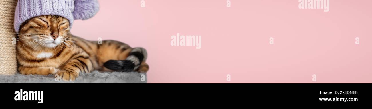 Chat Bengal et grattoir dans la chambre. Banque D'Images