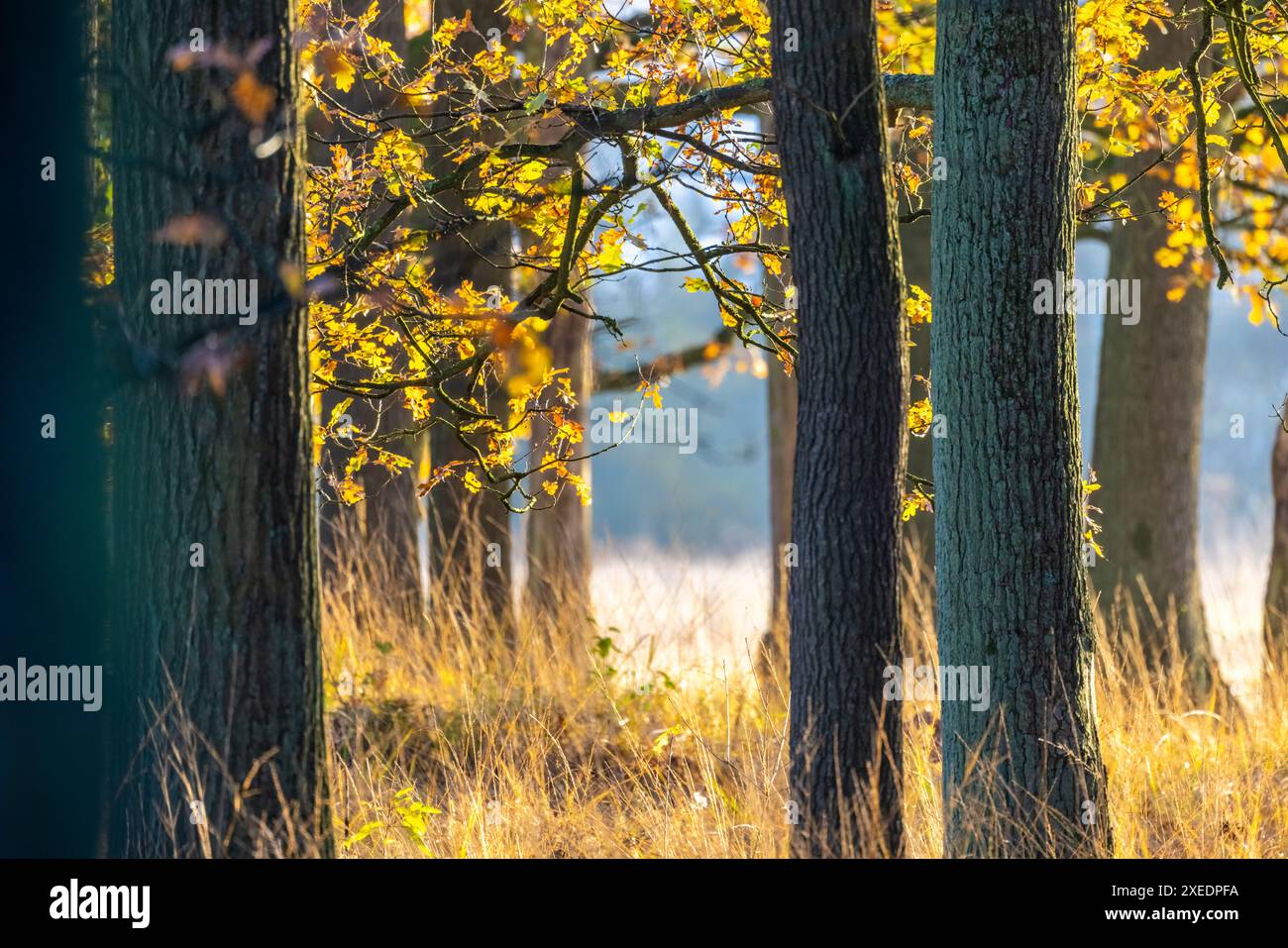 Chuchotement d'automne : feuilles et arbres embrassés par le soleil Banque D'Images