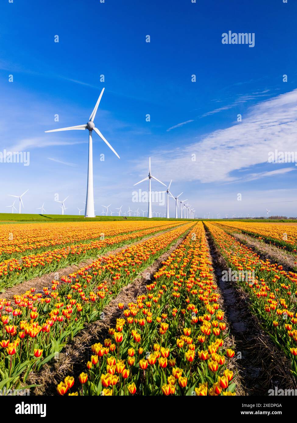 Un champ vibrant de tulipes danse dans le vent avec d'imposants moulins à vent en arrière-plan Banque D'Images