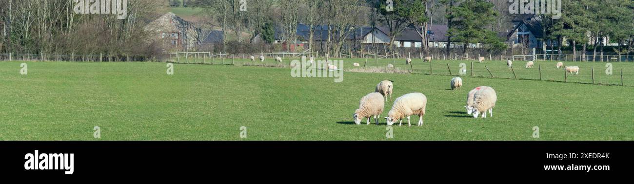 Une image de bannière d'une campagne idyllique avec des moutons dans leurs manteaux d'hiver pâturant par une journée ensoleillée. Au loin se trouve la ferme. Banque D'Images