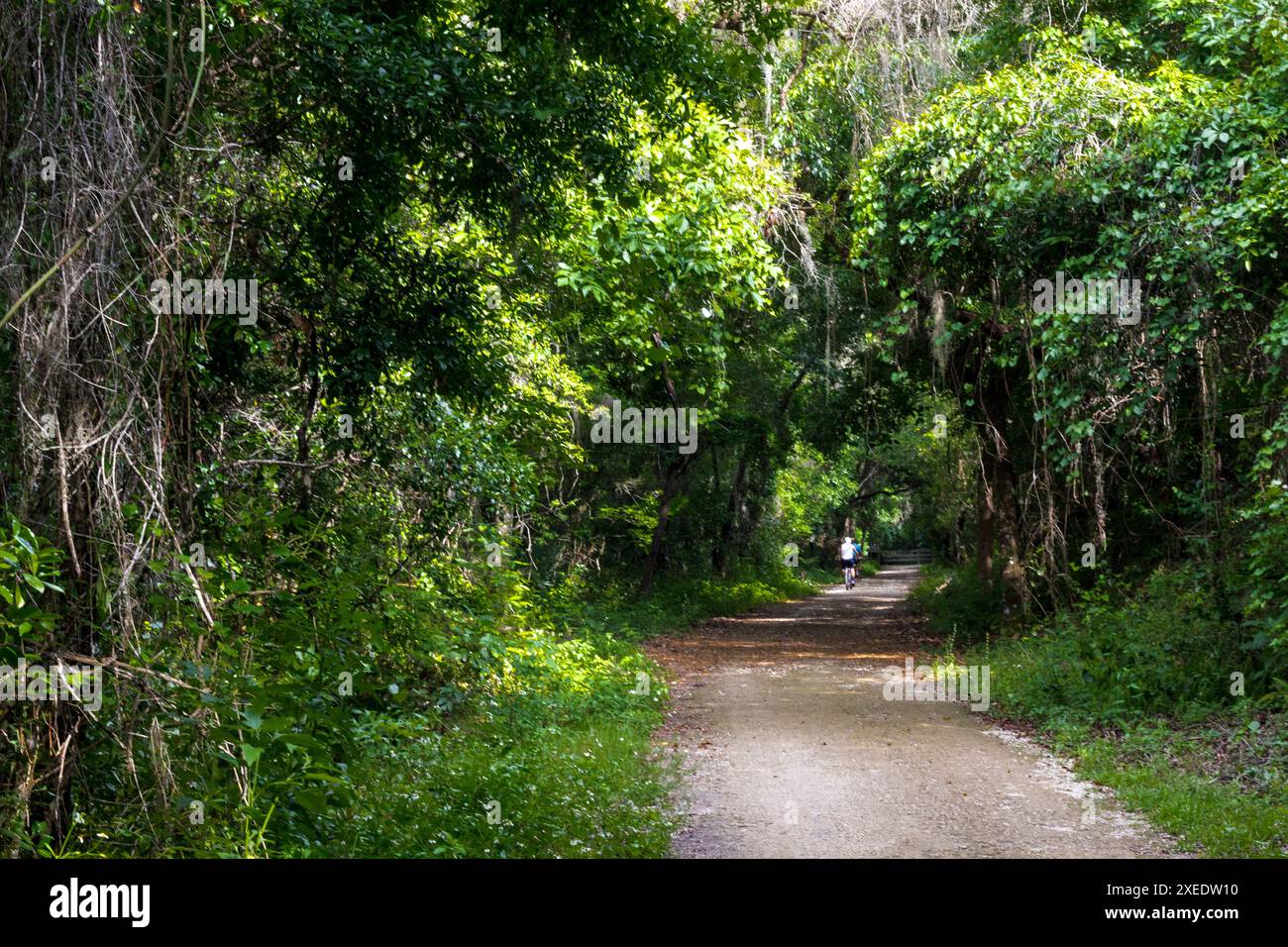 Vue depuis le Lake Apopka Loop Trail, Floride Banque D'Images