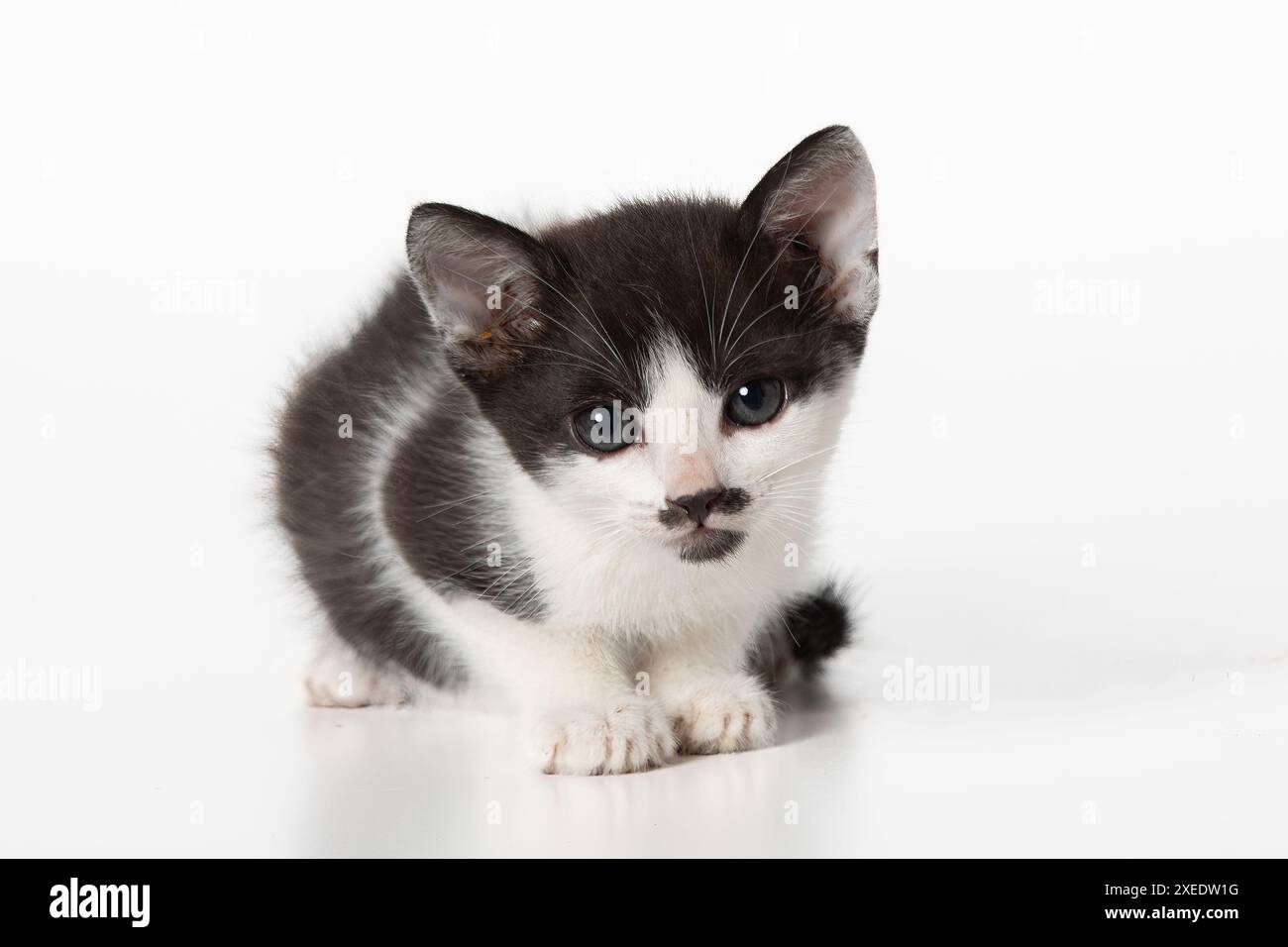 Adorable bébé chaton noir et blanc regardant la caméra sur fond blanc Banque D'Images