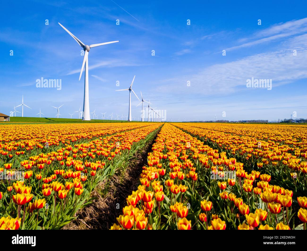 Un champ vibrant de tulipes jaunes et rouges danse dans le vent, avec de majestueuses éoliennes Banque D'Images