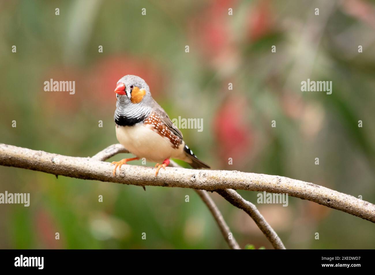 le zèbre mâle finch a un corps gris avec un blanc sous le ventre avec une queue noire et blanche. Il a des joues orange et une bande noire sur son visage Banque D'Images