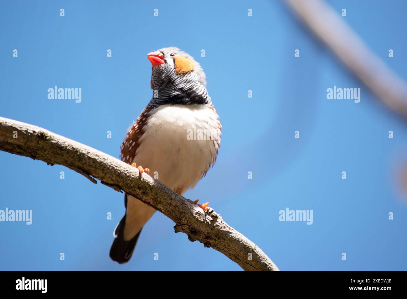 le zèbre mâle finch a un corps gris avec un blanc sous le ventre avec une queue noire et blanche. Il a des joues orange et une bande noire sur son visage Banque D'Images