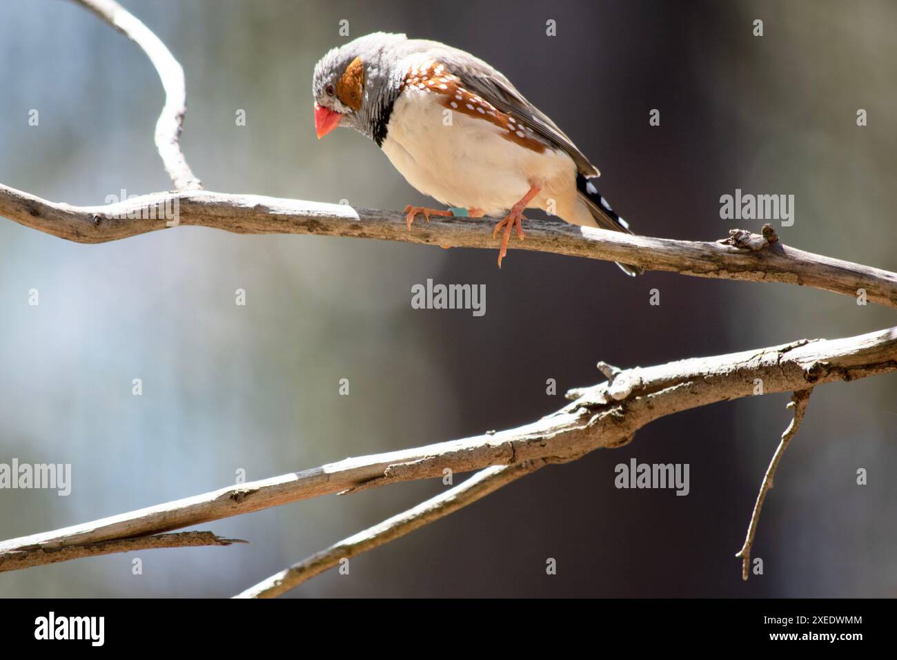le zèbre mâle finch a un corps gris avec un blanc sous le ventre avec une queue noire et blanche. Il a des joues orange et une bande noire sur son visage Banque D'Images