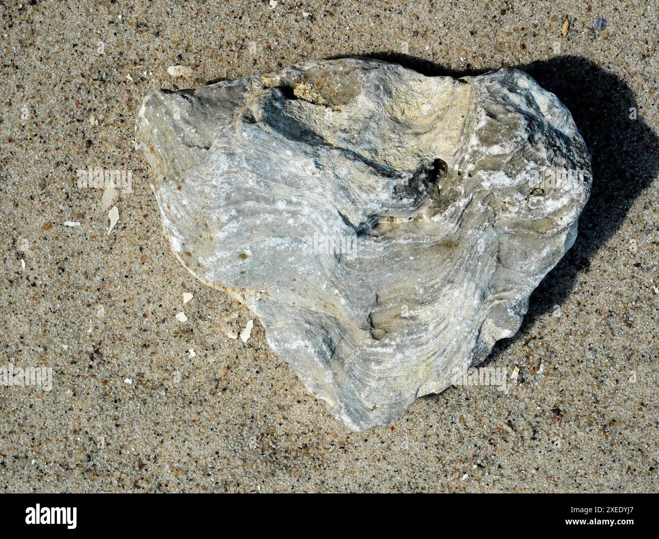 Explorez des coquillages fossilisés de la région de la mer Baltique, offrant un aperçu fascinant des époques géologiques et des formes de vie marine. Banque D'Images