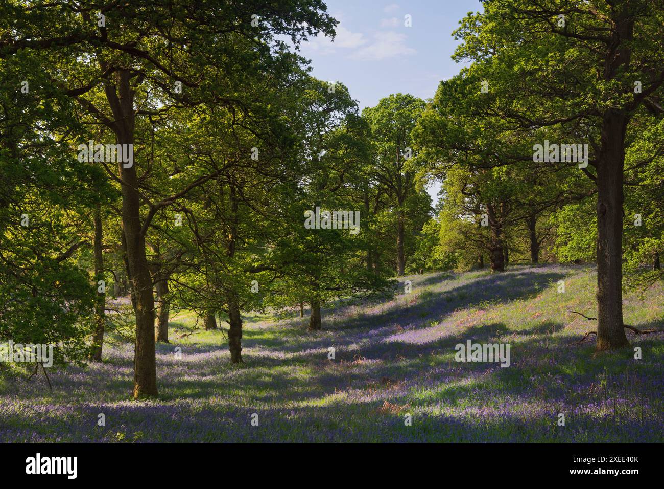 Un Dell dans le bois de Bluebell de Kinclaven avec une bande de Bluebells indigènes (Hyacinthoides non-scripta) en fleur sous les chênes Banque D'Images