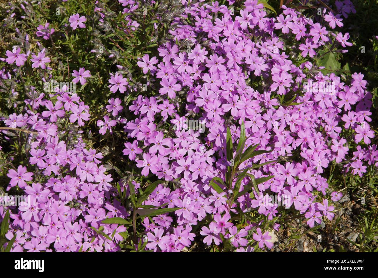 Phlox subulata, phlox de montagne Banque D'Images