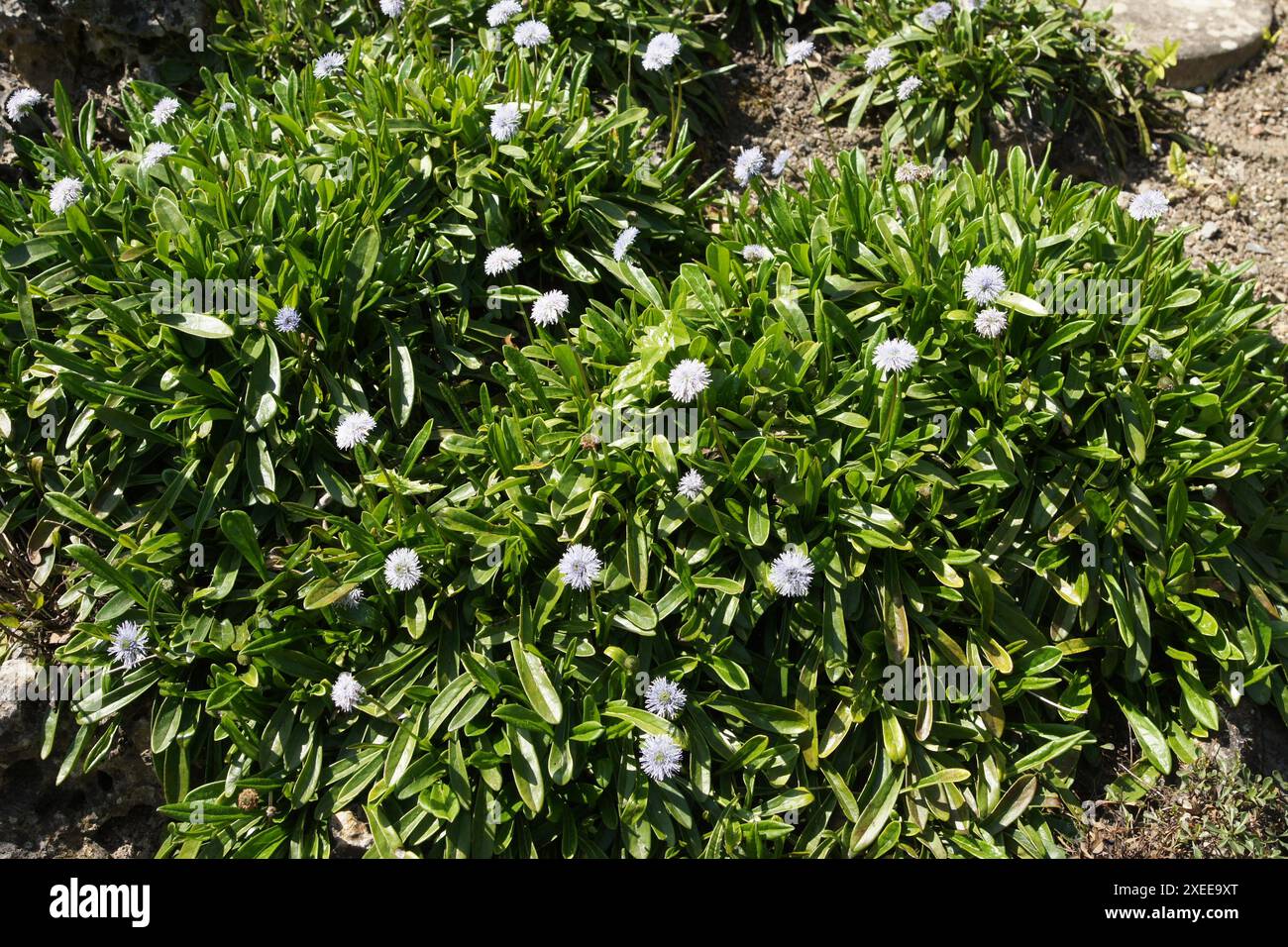 Globularia gracilis, boule de Marguerite Banque D'Images