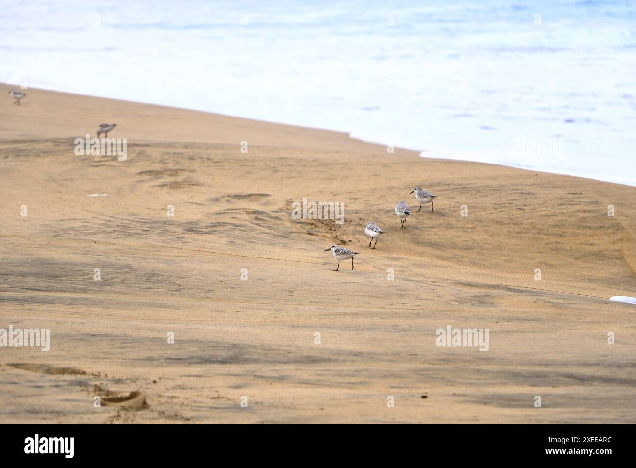 Pipers de sable Curlew photographiés sur Fuerteventura en Espagne Banque D'Images